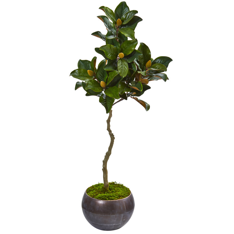 Gracie Oaks Artificial Magnolia Tree in Planter Wayfair